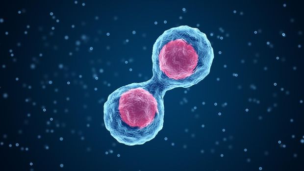 Stem cells division of the human body, microscope view. Research of Embryonic cells. Cellular therapy and regeneration. Mitosis and Meiosis 3D scientific illustration.
