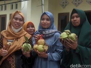 Jambu Kristal Jadi Primadona, Petani Demak Kewalahan Penuhi Permintaan Jambu Kristal Jadi Primadona, Petani Demak Kewalahan Penuhi Permintaan