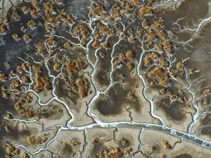 Bukan Pohon, Ini Potret Sungai di China yang Sedang Membeku