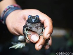 Wanita China Masuk RS Kena Infeksi Paru Langka gegara Doyan Makan Katak Mentah