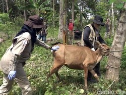 100 Ekor Sapi di Polman Dilaporkan Mati Terjangkit Virus Jembrana