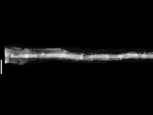 7 Potret Pedang 2,3 Meter di Pemakaman Jepang: Diduga untuk Lindungi dari Roh Jahat