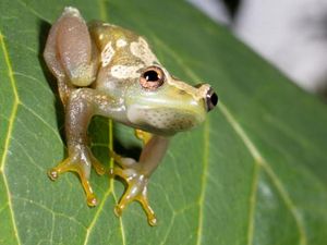 Ilmuwan Temukan Spesies Baru Katak Tak Bersuara Sama Sekali