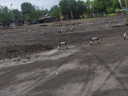 Sircuit All In One Jembrana Kini Punya Arena Grasstrack dan Remote Control