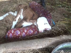 Unik! Anak Sapi Berkepala 2 Bikin Heboh Warga Ngawen Gunungkidul