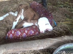 Unik! Anak Sapi Berkepala 2 Bikin Heboh Warga Ngawen Gunungkidul