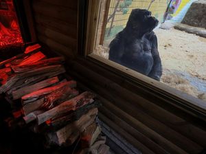 Begini Cara Kebun Binatang di Ukraina Bikin Gorila Tetap Hangat Begini Cara Kebun Binatang di Ukraina Bikin Gorila Tetap Hangat