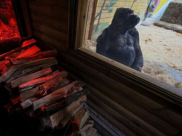Begini Cara Kebun Binatang di Ukraina Bikin Gorila Tetap Hangat