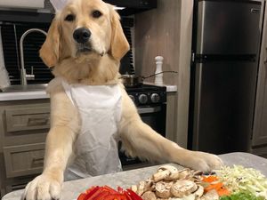 Gemas! 10 Momen Masak Chef Badger, Anjing Golden Retriever yang Jago Masak Gemas! 10 Momen Masak Chef Badger, Anjing Golden Retriever yang Jago Masak