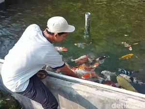 Pandemi Usai, Pembudidaya Ikan Koi Pasuruan Cuan Rp 10 Juta Per Bulan Pandemi Usai, Pembudidaya Ikan Koi Pasuruan Cuan Rp 10 Juta Per Bulan