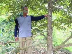 Petani Durian di Ponorogo Sambat Gagal Panen Dampak Cuaca Ekstrem