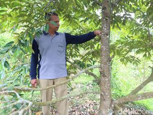 Petani Durian di Ponorogo Sambat Gagal Panen Dampak Cuaca Ekstrem Petani Durian di Ponorogo Sambat Gagal Panen Dampak Cuaca Ekstrem