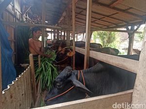 22 Sapi Mati di Jambangan Grobogan gegara LSD, Dinas: Belum Ada Vaksin