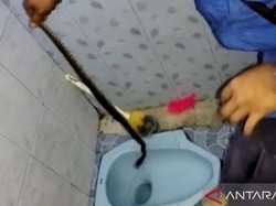 Awas! Ular Sering Masuk Rumah di Musim Hujan, Ini Cara Mencegahnya