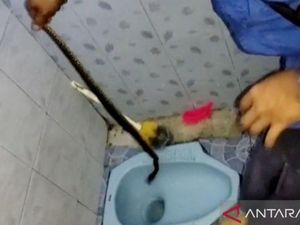 Awas! Ular Sering Masuk Rumah di Musim Hujan, Ini Cara Mencegahnya Awas! Ular Sering Masuk Rumah di Musim Hujan, Ini Cara Mencegahnya