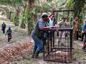 Harimau Berkeliaran di Siak, BBKSDA Riau Pasang Perangkap dan Kamera