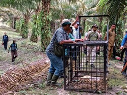 Harimau Berkeliaran di Siak, BBKSDA Riau Pasang Perangkap dan Kamera