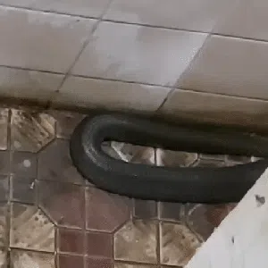 5 Menit Beraksi, Damkar Bekasi Tangkap Kobra di Kamar Mandi Claudia