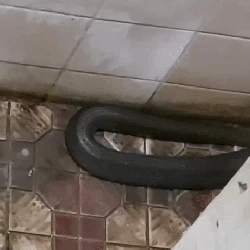 5 Menit Beraksi, Damkar Bekasi Tangkap Kobra di Kamar Mandi Claudia