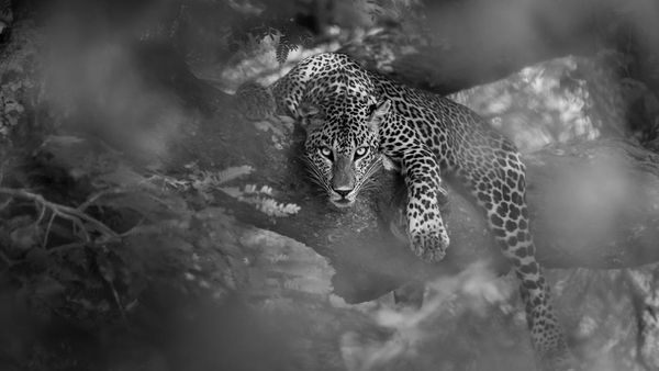 Karya Memukau National Award Kontes Foto Sony, Ada dari Indonesia