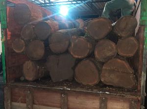 Truk Tak Bertuan Muat Kayu Gelondongan Jati di Lamongan Disita Polisi Truk Tak Bertuan Muat Kayu Gelondongan Jati di Lamongan Disita Polisi