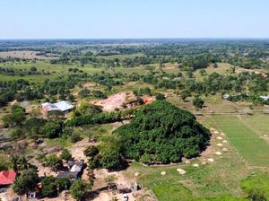 Wow... Kolombia Punya Pohon Raksasa Terlihat Seperti Gunung
