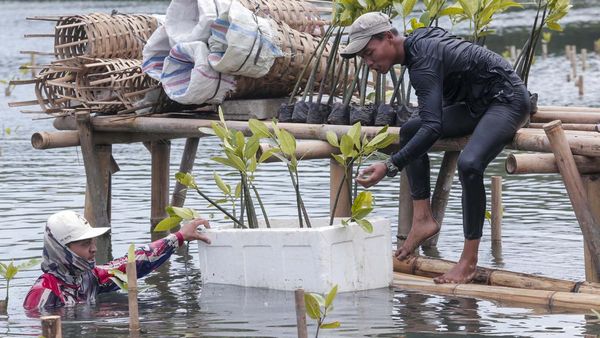 Aksi Tanam Mangrove untuk Jaga Keseimbangan Alam