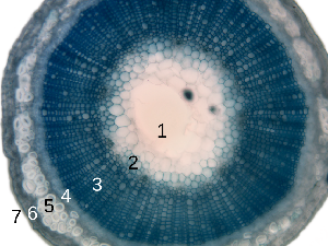 Pengertian Jaringan Epidermis Tumbuhan, Ciri-ciri, dan Fungsinya
