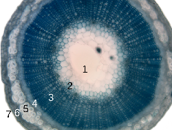 Fungsi Epidermis Pada Tumbuhan dan Kenali Ciri-cirinya