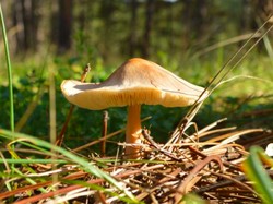 Jamur Mematikan Paling Berbahaya di Dunia, Awas Tertipu!