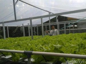 Pendaftaran Petani Milenial 2023 Dibuka, Cek Kriteria-Syaratnya di Sini