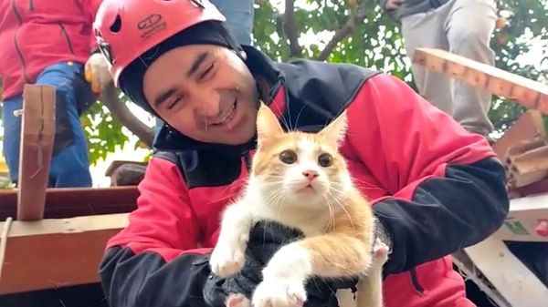 Potret Kucing yang Selamat Dari Reruntuhan Gempa Turki