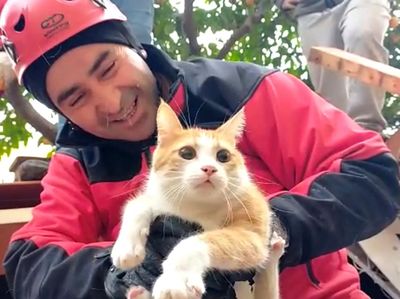 Potret Kucing yang Selamat Dari Reruntuhan Gempa Turki