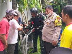 Detik-detik Penerjun Payung Nyasar Tersangkut Pohon di Jaksel