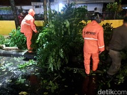 Hujan Deras Disertai Angin Kencang Tumbangkan 10 Pohon di Surabaya