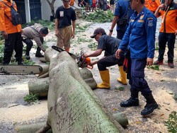 Pohon-Papan Reklame di Tangsel Roboh Imbas Hujan dan Angin Kencang
