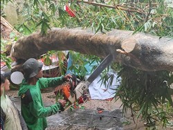 Angin Kencang, Pohon Setinggi 15 Meter Tumbang Timpa Kafe Tenda di Bogor