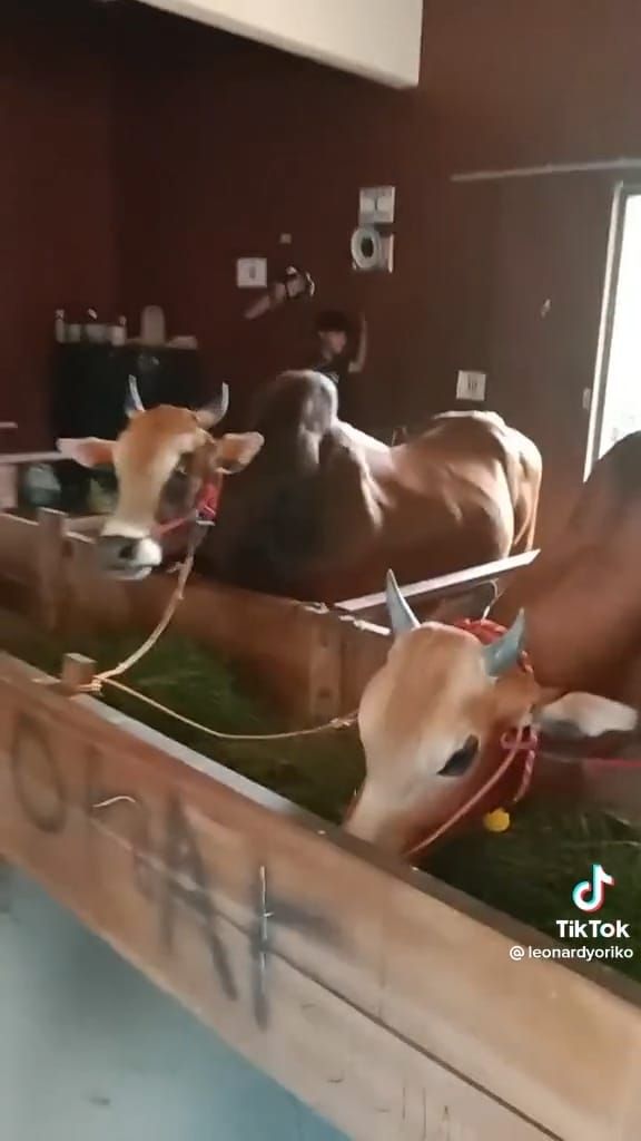 Rumah mewah berisi sapi di Madura