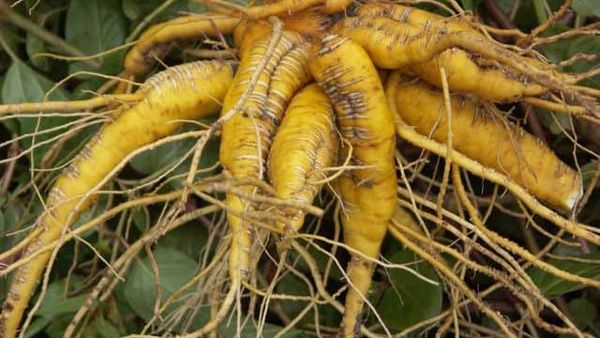 10 Sayuran Paling Langka di Dunia, Siapa Pernah Cicip?