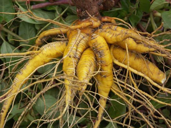 10 Sayuran Paling Langka di Dunia, Siapa Pernah Cicip?