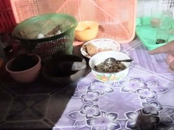 Sekeluarga di Kebumen Keracunan Makanan, 3 Orang Kritis