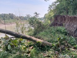 Tanggul Sungai Cimanuk Indramayu Ambles gegara Hujan Deras