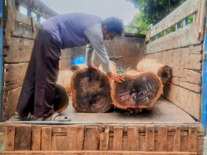 Angkut Kayu Sonokeling Ilegal, Sopir-Kenek Truk Diamankan di Situbondo