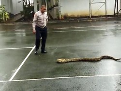 Geger! Ada Ular Sanca Berkeliaran di Pendopo Sukabumi