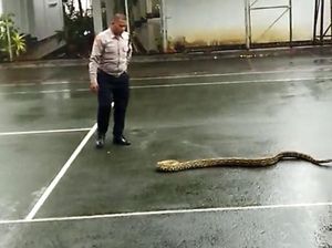 Geger! Ada Ular Sanca Berkeliaran di Pendopo Sukabumi Geger! Ada Ular Sanca Berkeliaran di Pendopo Sukabumi