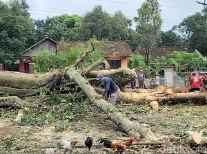 Pohon Tua di Tengah Desa Kebongulo Boyolali Tumbang Timpa Rumah