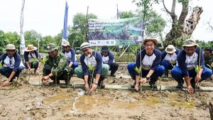 Aksi KEHATI Tanam 30.000 Bibit Mangrove Demi Kelestarian Alam