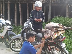 Waspada Penyakit ASF, Pemkab Tana Toraja Tutup Pengiriman Babi dari Gowa Waspada Penyakit ASF, Pemkab Tana Toraja Tutup Pengiriman Babi dari Gowa