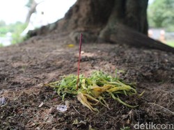 Ada Tradisi Manganan di Petilasan Sunan Pojok Blora, Pesta Ketan Tanpa Garam