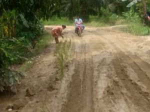 Emak-emak di Mamuju Tanam Padi di Jalan Rusak yang Tak Kunjung Diperbaiki